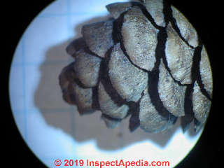 Cone details from Red Spruce Picea rubens (C) Daniel Friedman at InspectApedia.com
